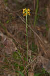 Crested yellow orchid